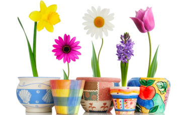 Flowering Pot Plants
