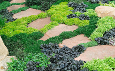 Ground Covers