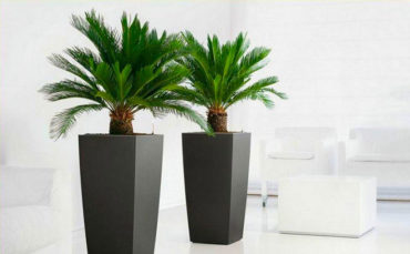 Palms and Cycads