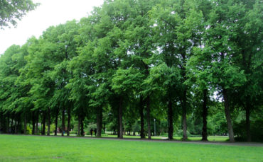 Trees