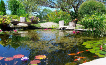 Water and Aquatic Plants
