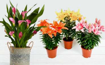 Lilies and Bulbous Plants